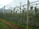 Anti Insect Bird Net for Grape Vines