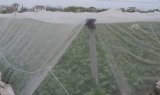 Plain Weave Agriculture Anti Insect Net for Guarden