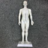 Factory Price with High Quality Acupuncture Male Model