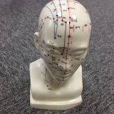 Head Model of Acupuncture Studying