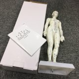 Female Full Body Model for Education Teaching Model